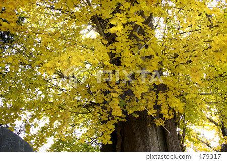 銀杏樹 479317