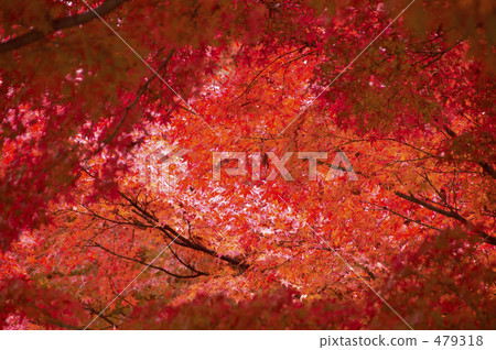 Autumn leaves Autumn leaves 479318