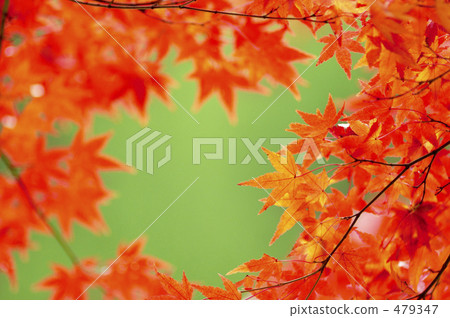 Autumn leaves 479347