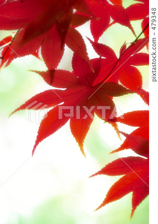 秋天的樹葉 479348