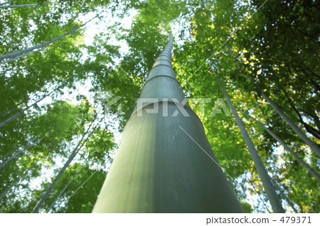 Bamboo grove Bamboo grove 479371