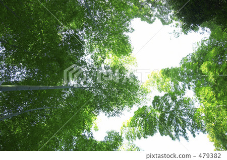 竹林 竹林 479382