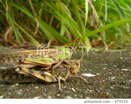 A couple of locusts A couple of locusts 479520