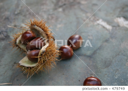 iga, chestnut, chestnuts 479749