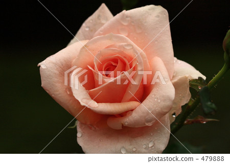 Roses of old Furukawa gardens in autumn Roses of old Furukawa gardens in autumn 479888