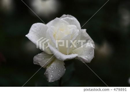 Roses of old Furukawa gardens in autumn Roses of old Furukawa gardens in autumn 479891