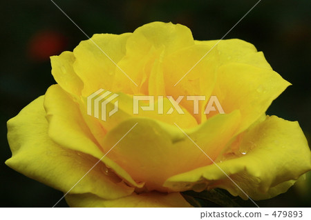 Roses of old Furukawa gardens in autumn Roses of old Furukawa gardens in autumn 479893
