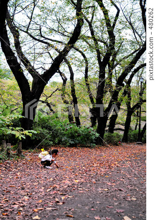 Pick up fallen leaves Pick up fallen leaves 480262