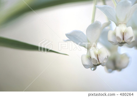 優雅的氛圍氣球棉 優雅的氛圍氣球棉 480264