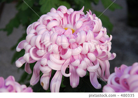 菊花 菊花 480335