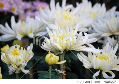 菊花 菊花 480337