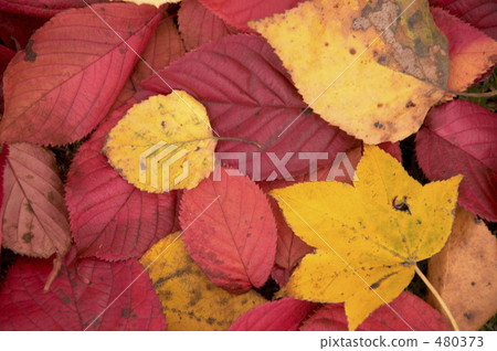 紅落葉 紅落葉 480373