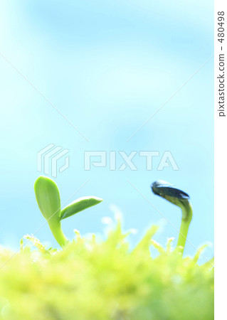 Sprout Sprout 480498