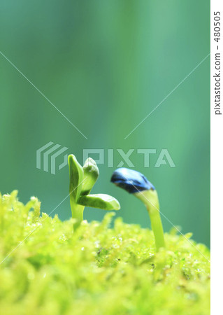 發芽 發芽 480505