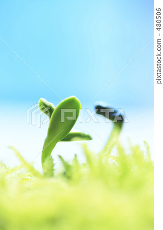 發芽 480506