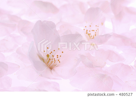 Cherry Blossoms	 480527