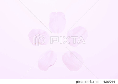 櫻桃樹 櫻桃樹 480544