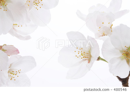 櫻桃樹 櫻桃樹 480546