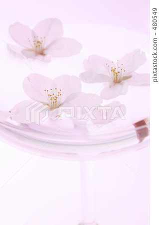 Cherry Blossoms	 480549