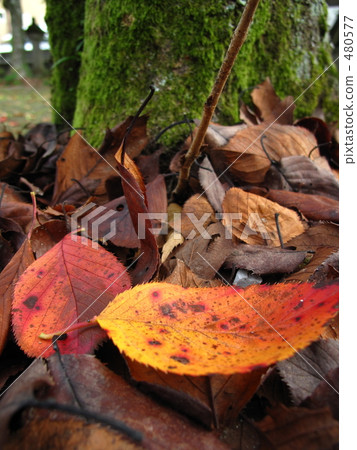 安靜的秋天01 480577