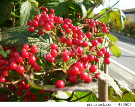 紅色水果 紅色水果 480607
