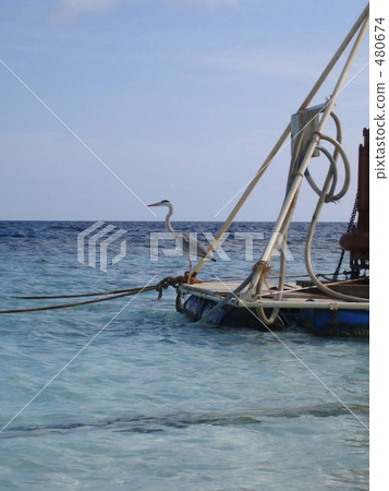 White horse and sea of Maldives White horse and sea of Maldives 480674