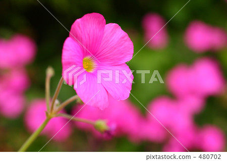 開花在領域(彎)Katabi 3的花卉花 開花在領域(彎)Katabi 3的花卉花 480702