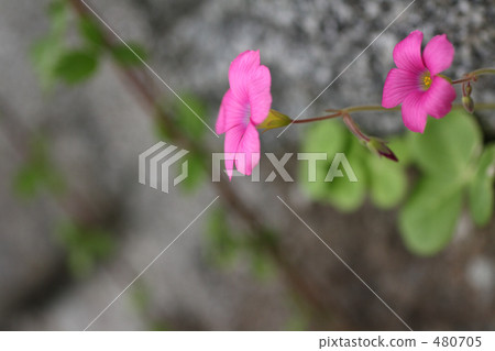 開花在領域（彎）Katabi 1的花卉花 480705