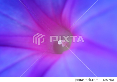 Morning glory blooming in the field (Ocean Blue) 480708