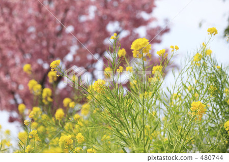 Cherry blossoms and rape blossoms 480744