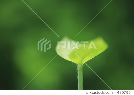 Futaba Futaba 480796