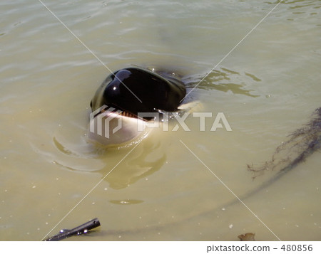 Nazi chan, a killer whale 480856