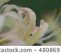 pastel color, cluster amaryllis, lifting 480869