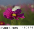 cosmos field, lifting, purple 480876