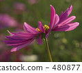 cosmos field, lifting, day 480877