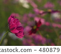 cosmos field, day, backlight 480879