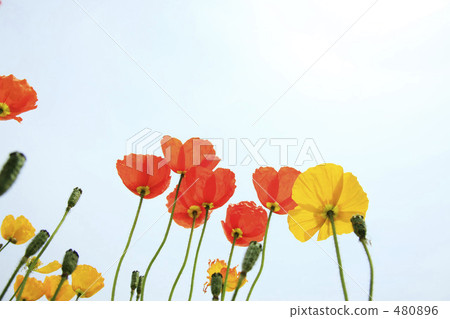 Poppy 480896