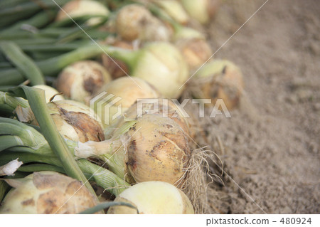 Onion field 480924