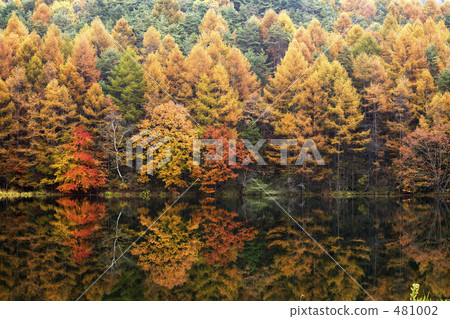 Autumn leaves of Shark pond 481002
