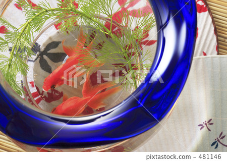 魚缸 481146
