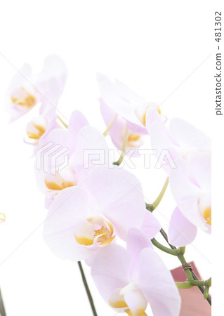Phalaenopsis orchid  481302