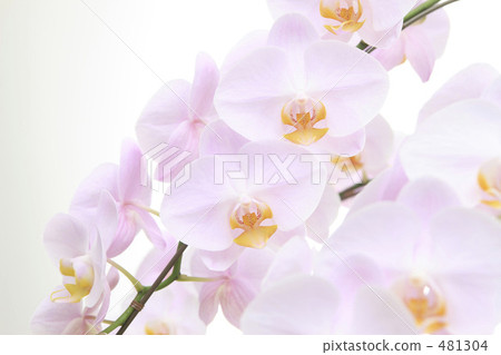 蝴蝶蘭 蝴蝶蘭 481304