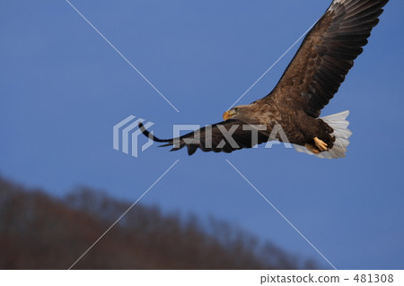 White-tailed eagle White-tailed eagle 481308