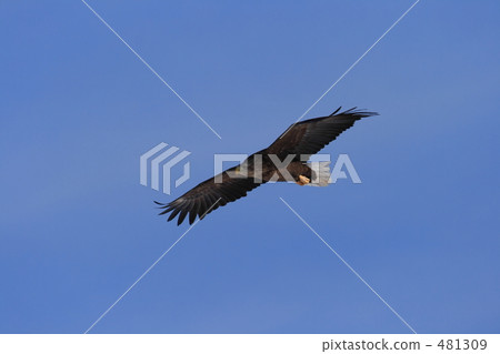 White-tailed eagle White-tailed eagle 481309