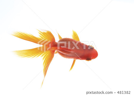 金魚 481382