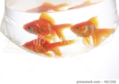 金魚 481388