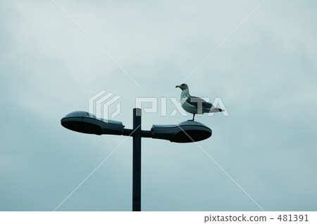 Uricamus在沿海線 481391