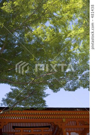 春日大社青葉楓 481438