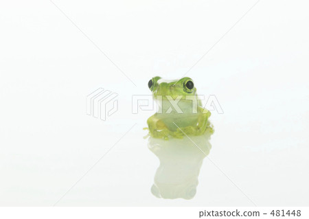 樹蛙 481448