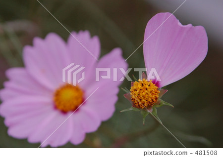 Do you like or dislike? 481508